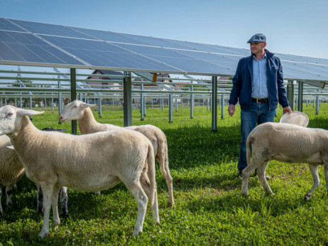 Solida grupa prva u Hrvatskoj spojila uzgoj ovaca i agrosolare